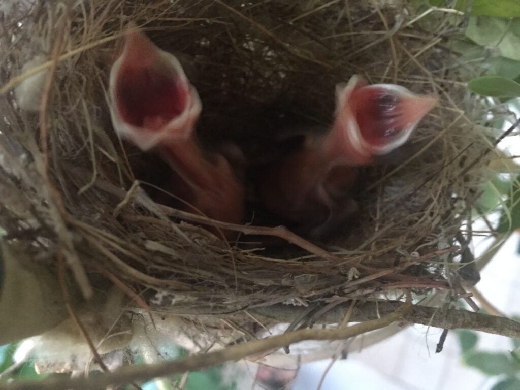 Hungry twin baby birds whose lives start to develop differently. One opens their beak wider than the other.